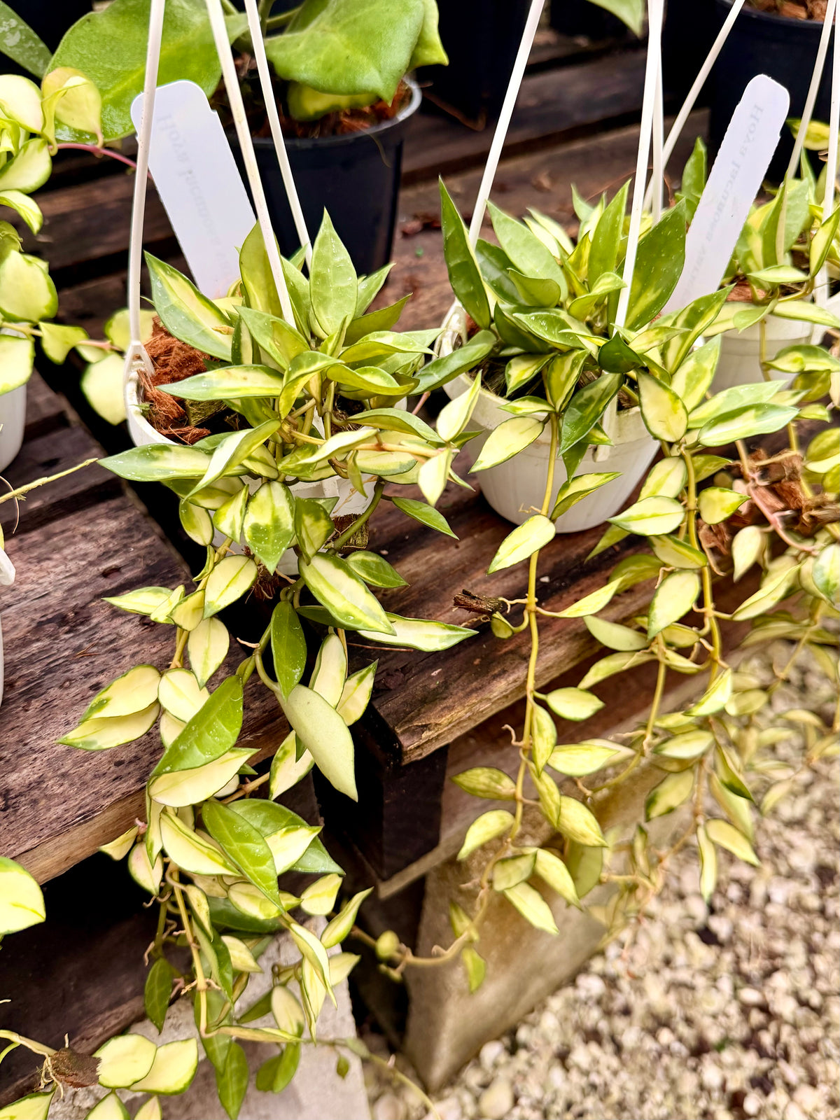 Hoya Lacunosa Variegated