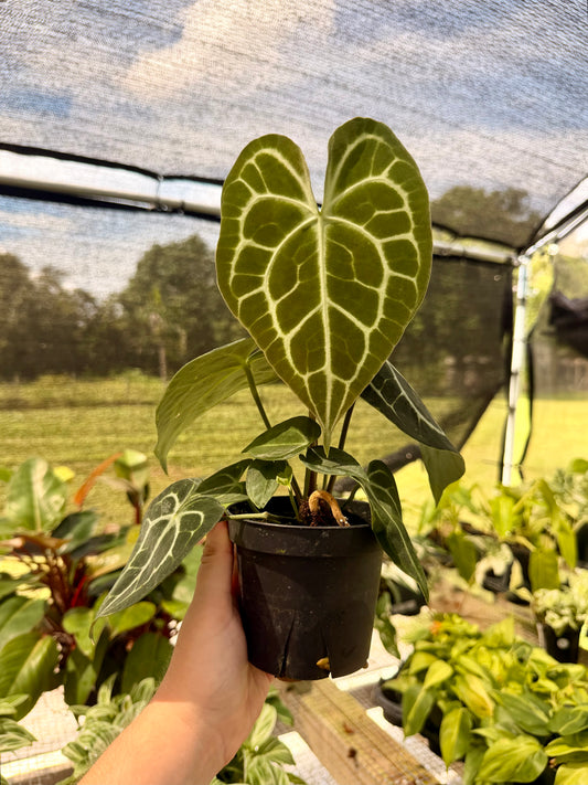 Anthurium Clarinervium Hybrid