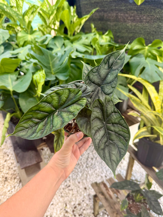 Alocasia Dragon Scale