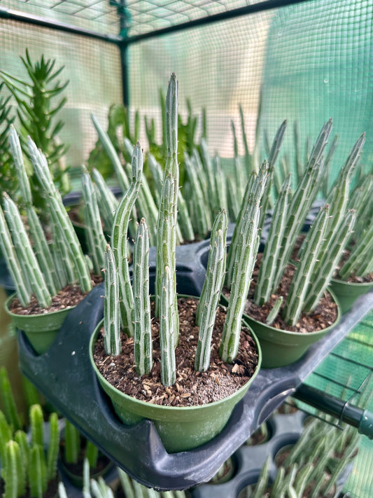 Pickle Plant