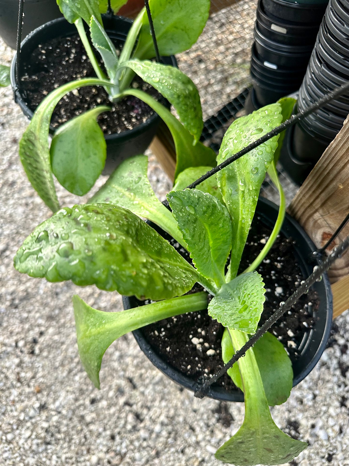 Donkey Ear Succulent