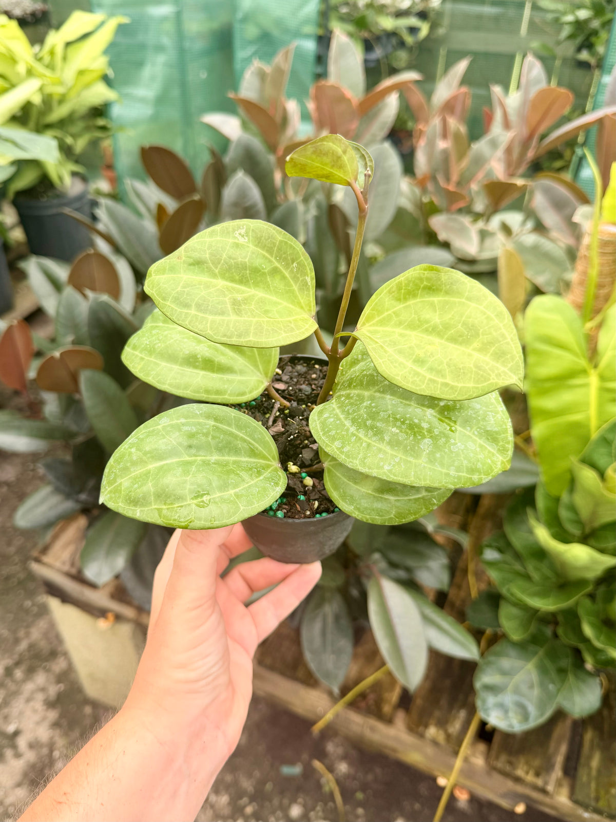 Hoya Sarawak
