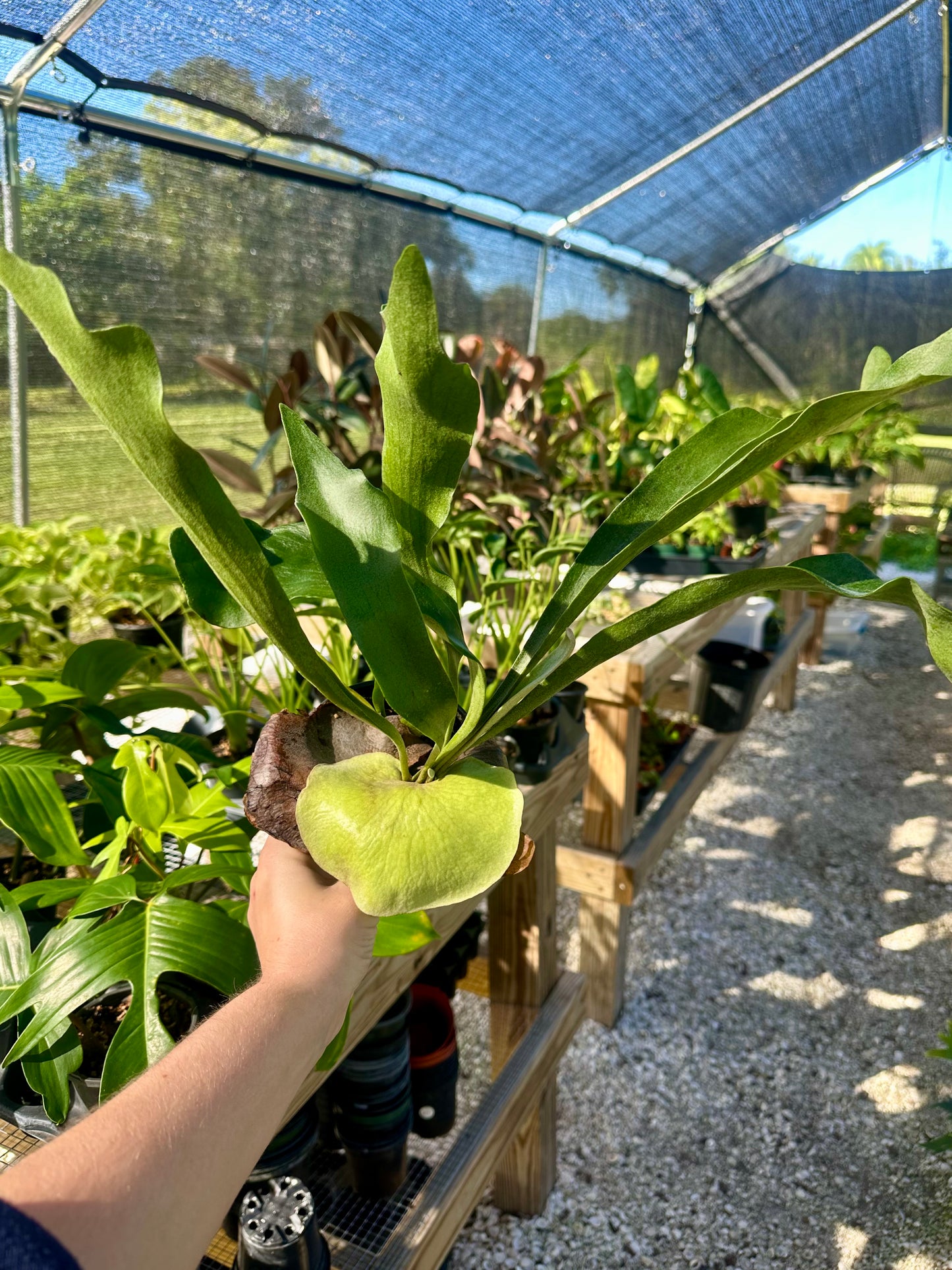 Staghorn Fern Netherlands