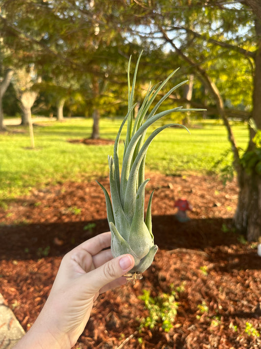 Tillandsia Hybrid • Seleriana X Streptophylla