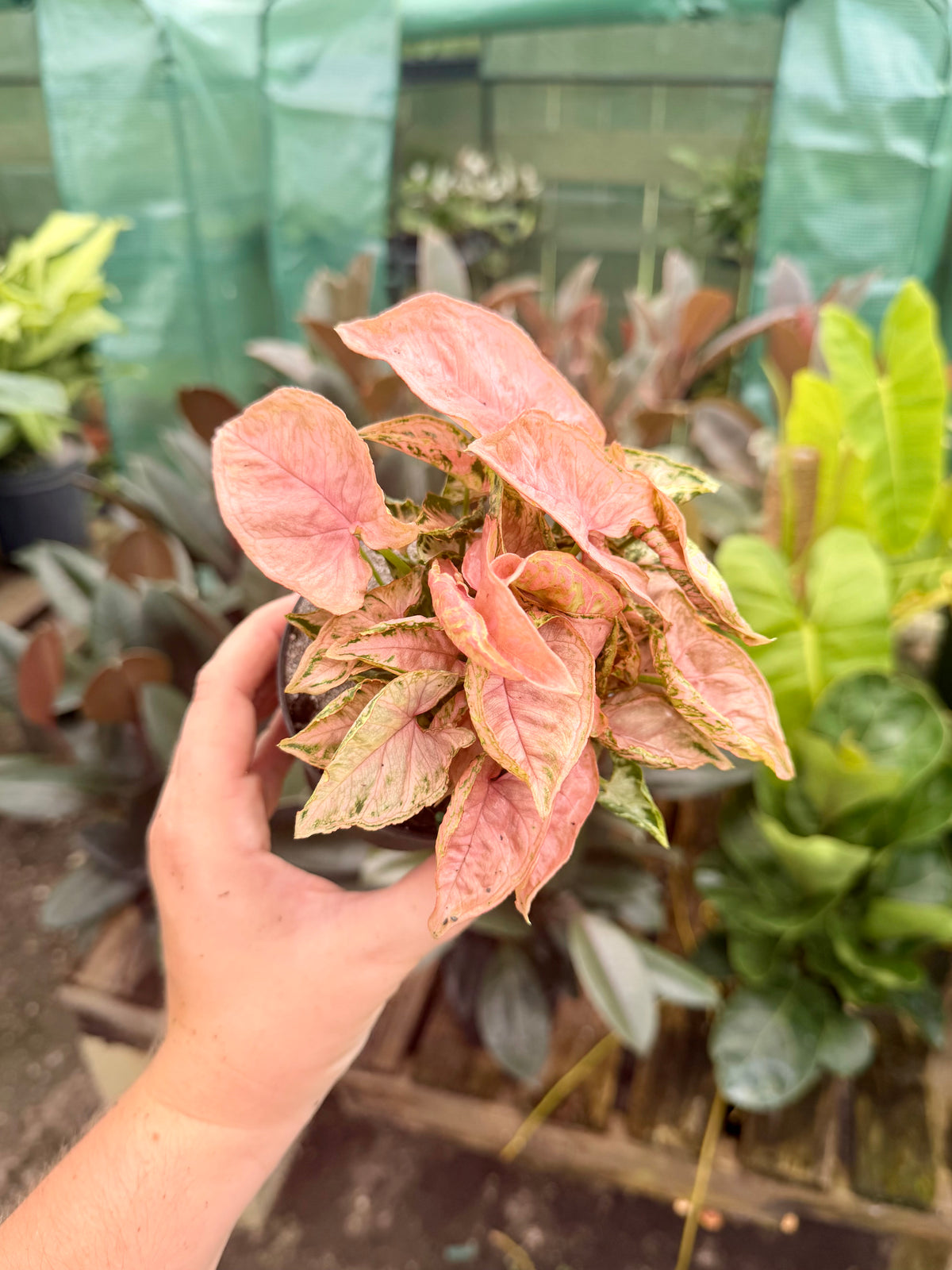 Syngonium Rolli