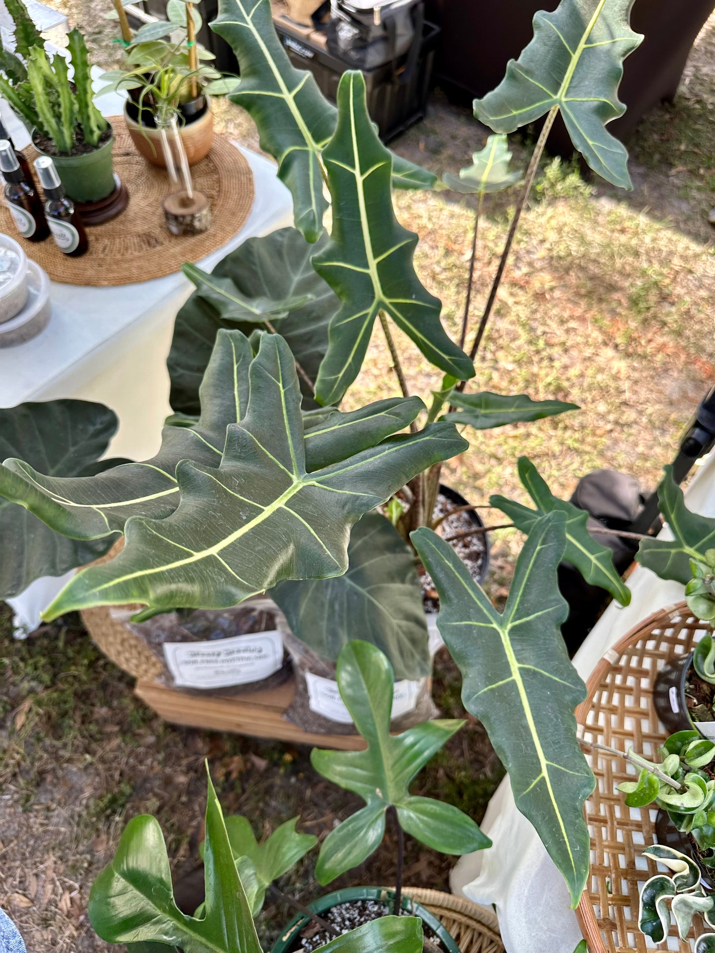 Alocasia Sarian