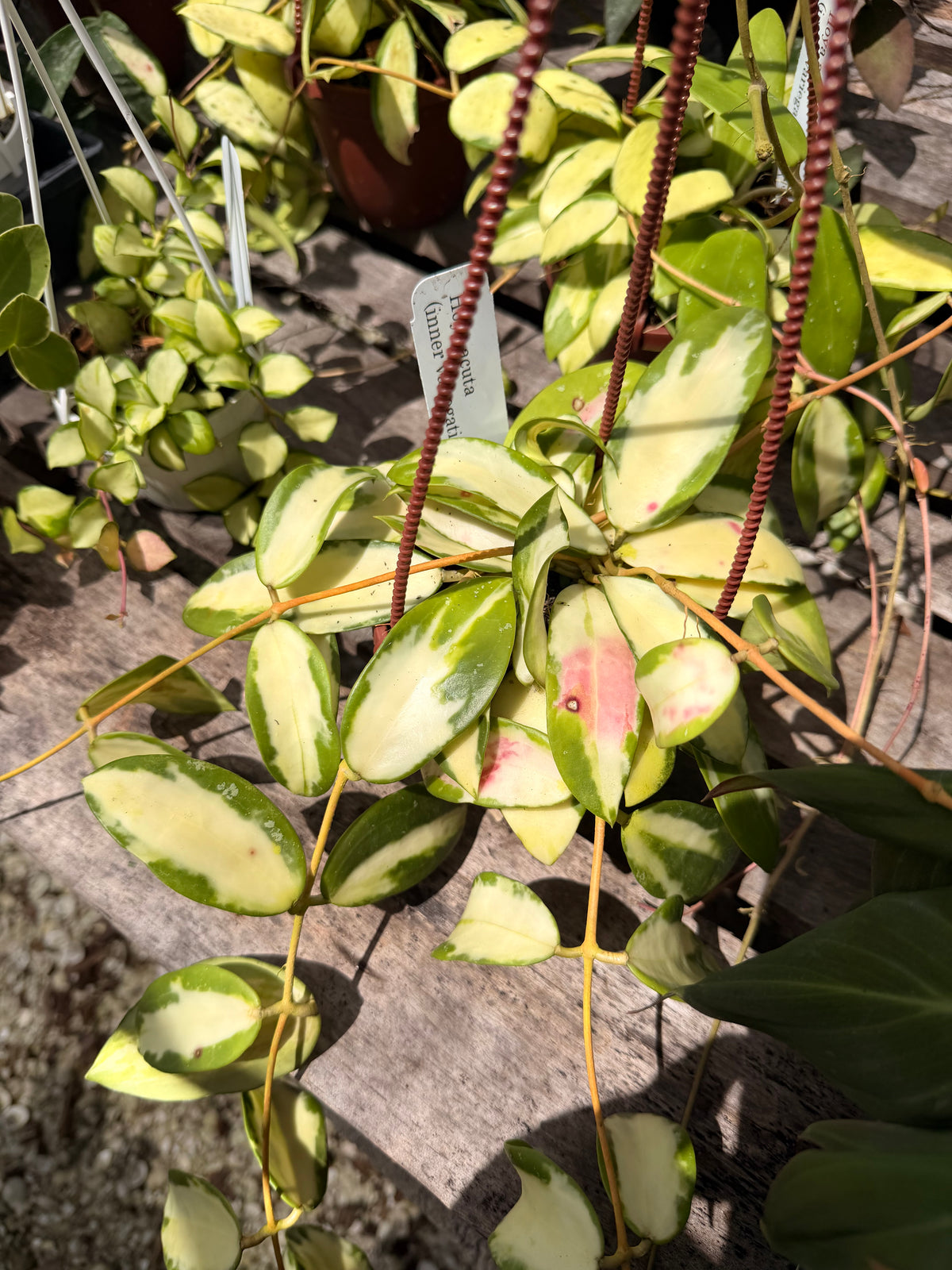 Hoya Acuta with Inner Variegation