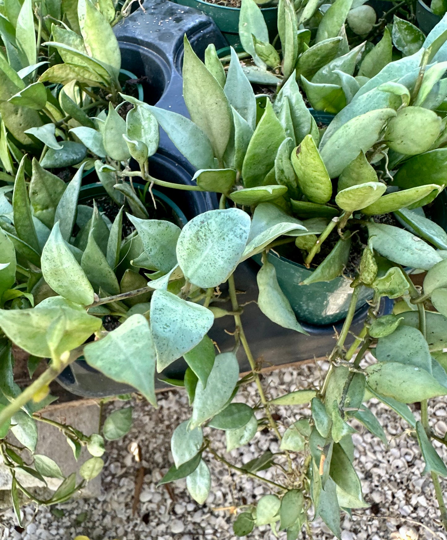 Hoya Lacunosa Mint