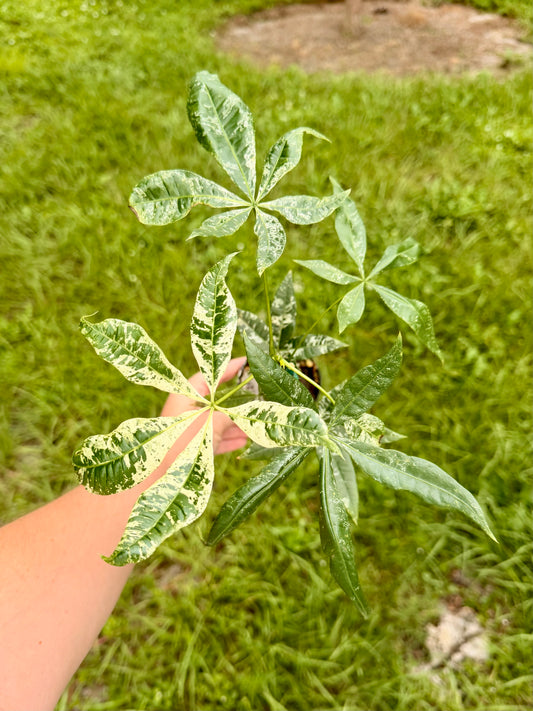 Money Tree Variegated