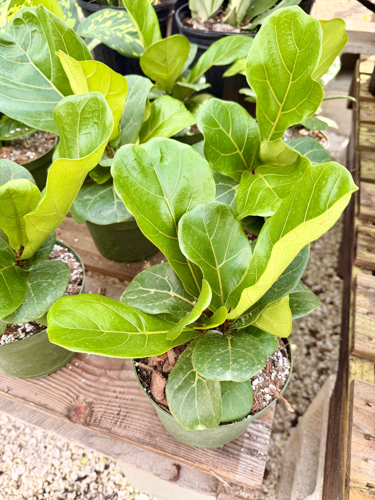 Fiddle Leaf