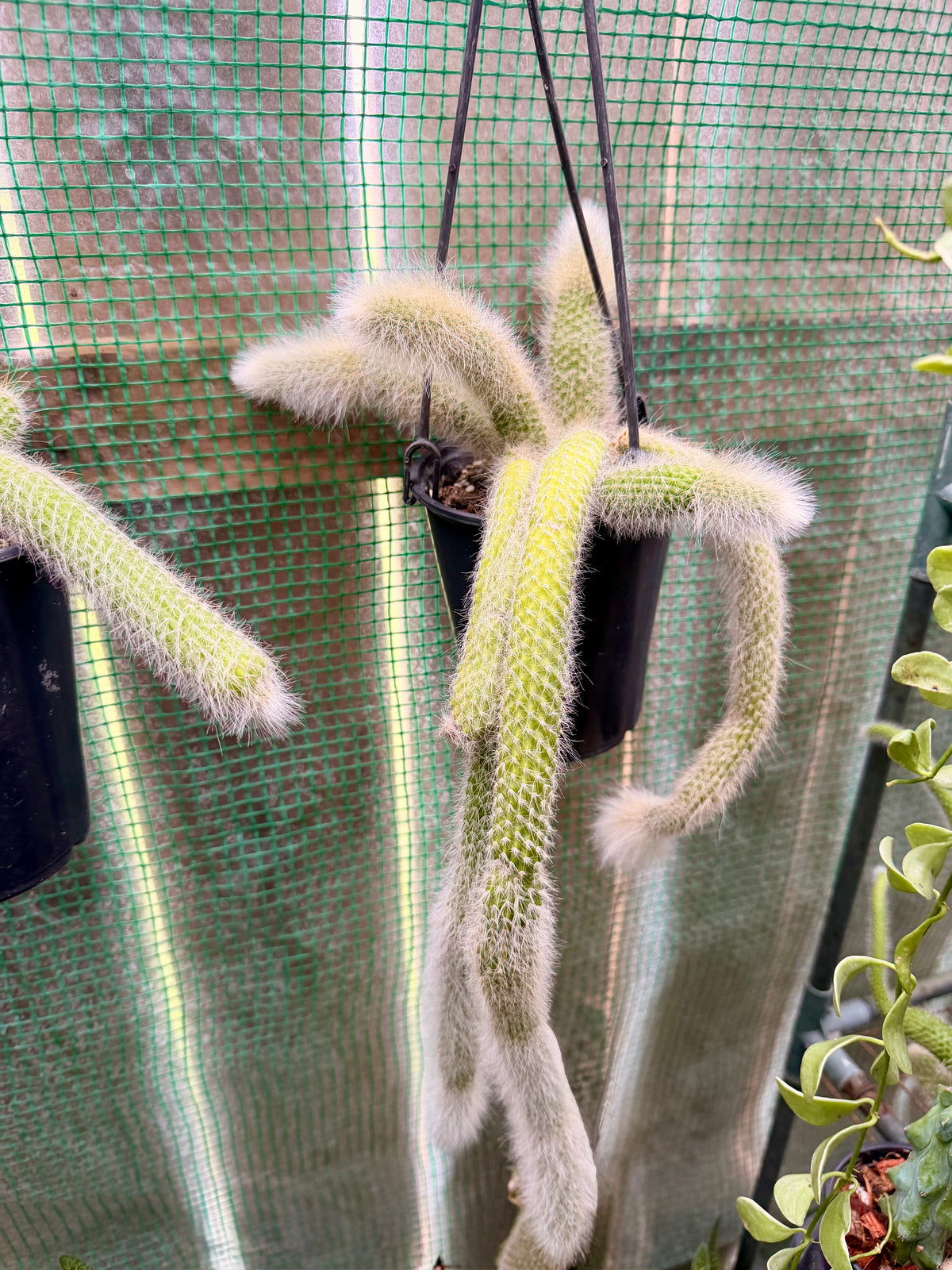 Monkey Tail Cactus (White)
