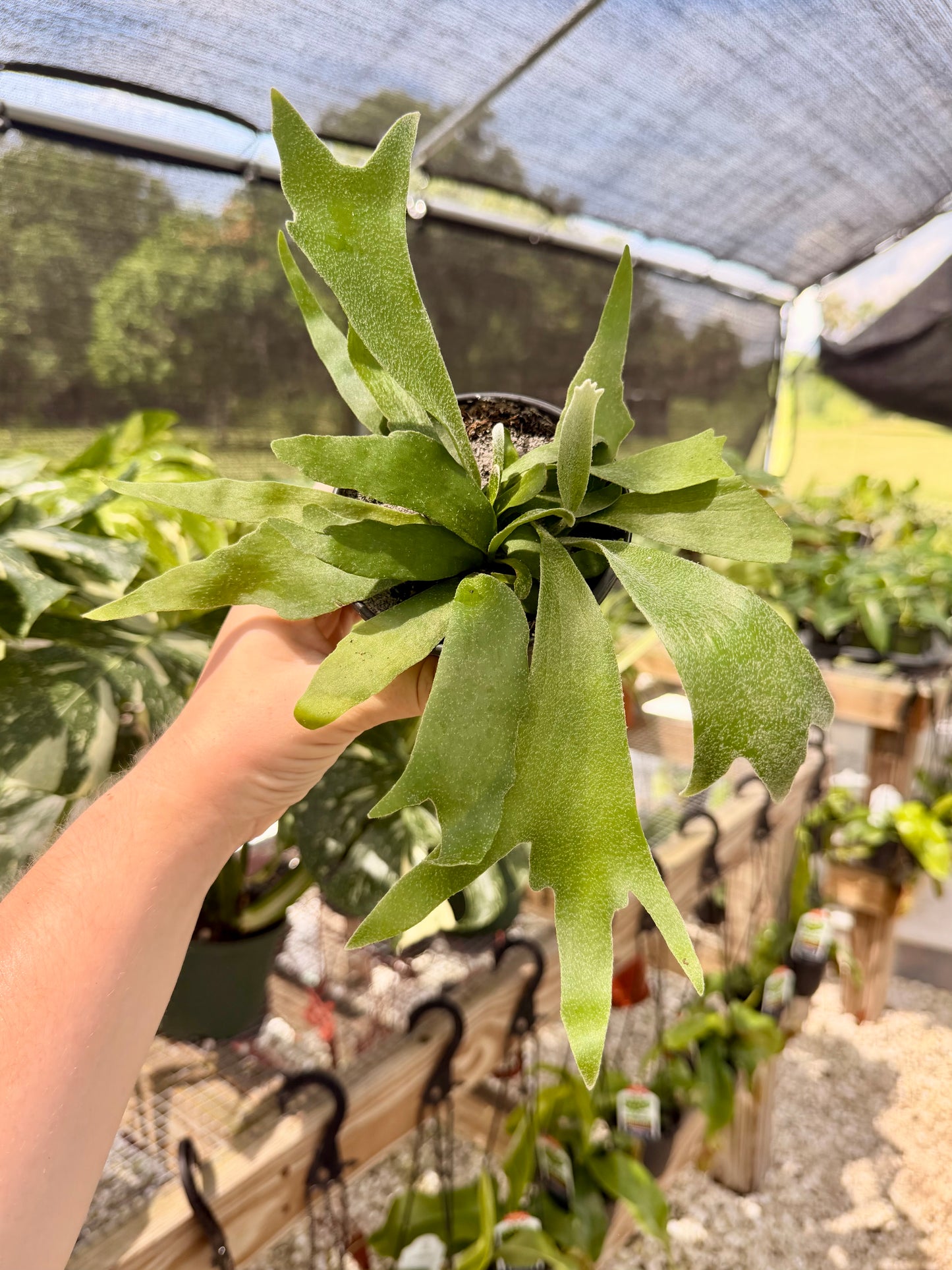 Staghorn Fern Netherlands