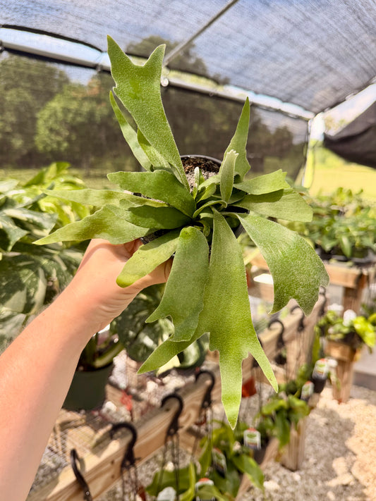 Staghorn Fern Netherlands