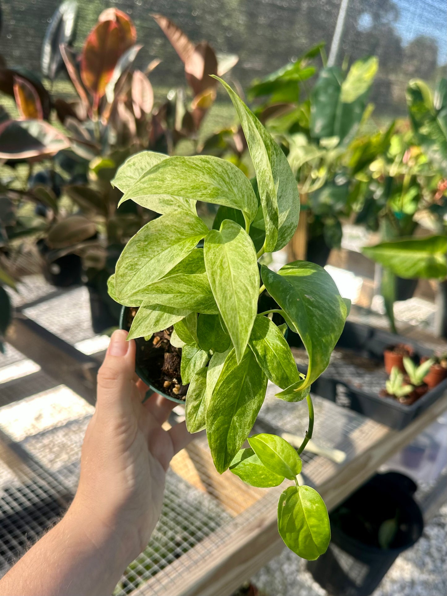 Monstera Adansonii Var Laniata Variegated (mint)