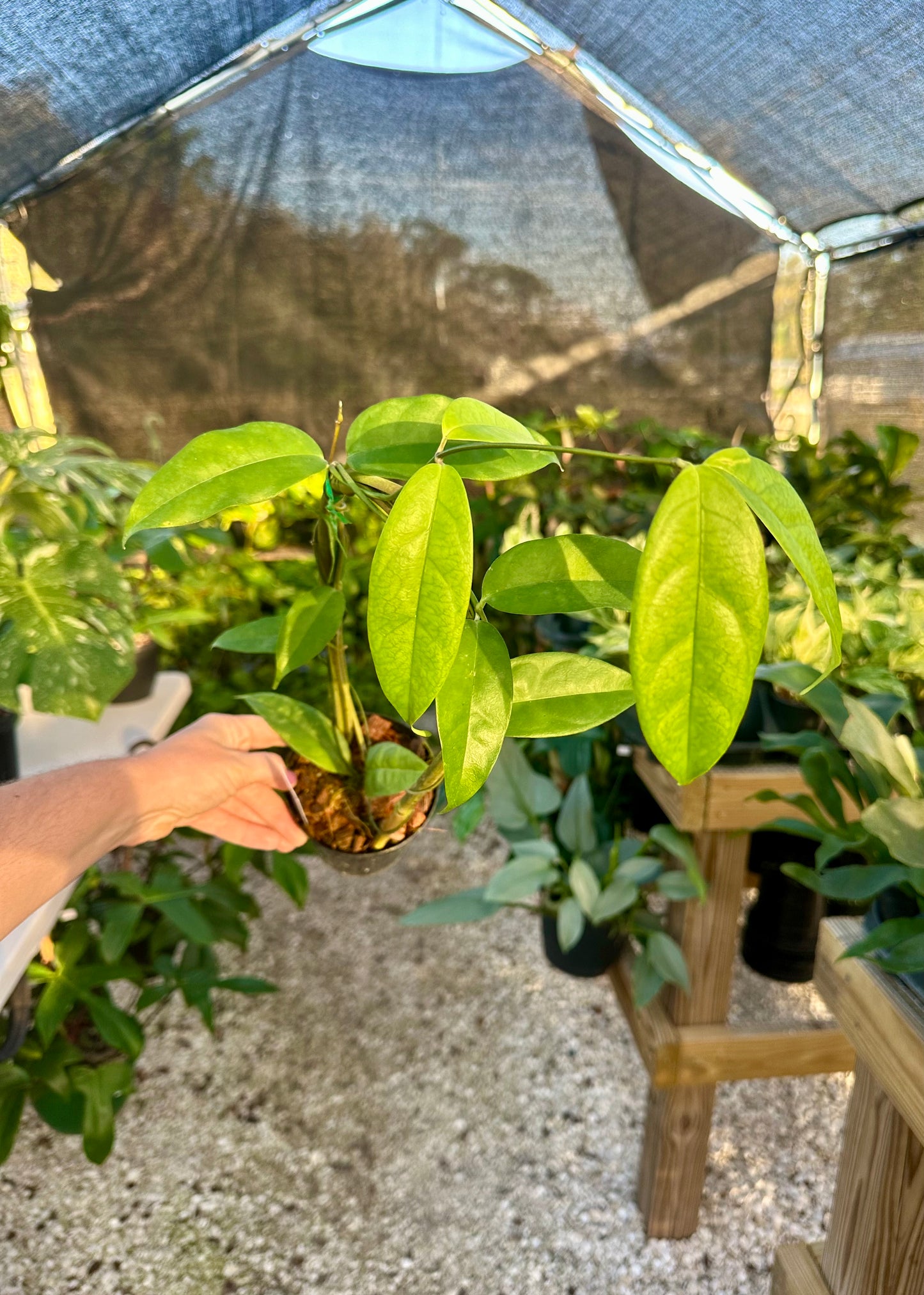 Hoya Campanulata