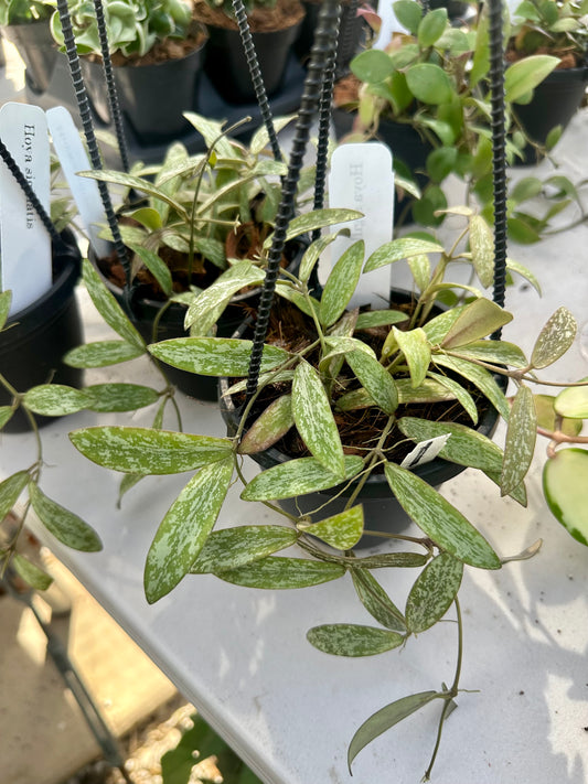 Hoya Sigillatis