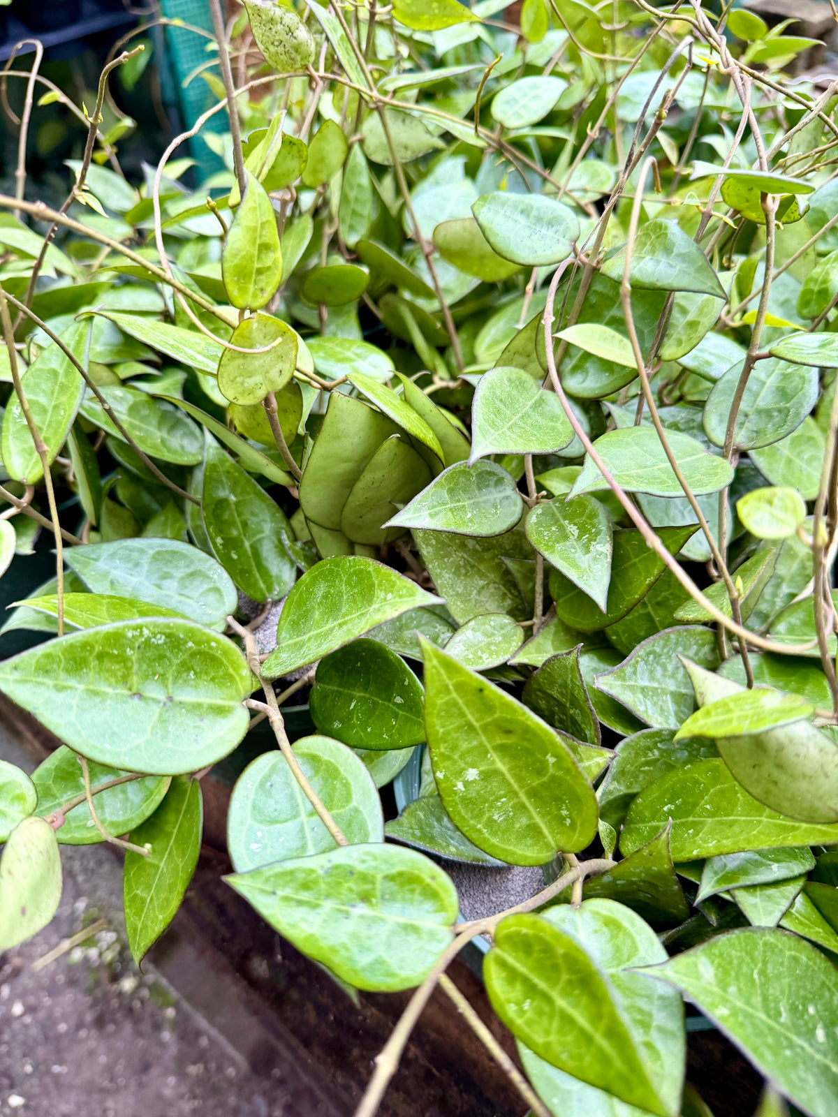 Hoya Black Margin