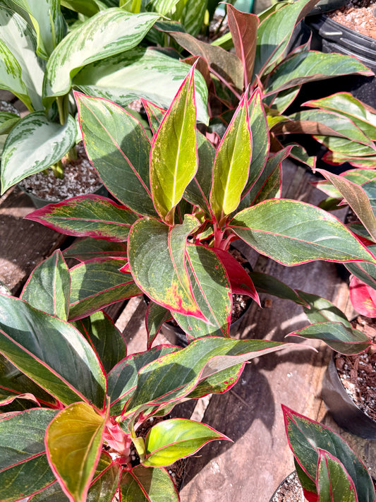 Aglaonema Creta
