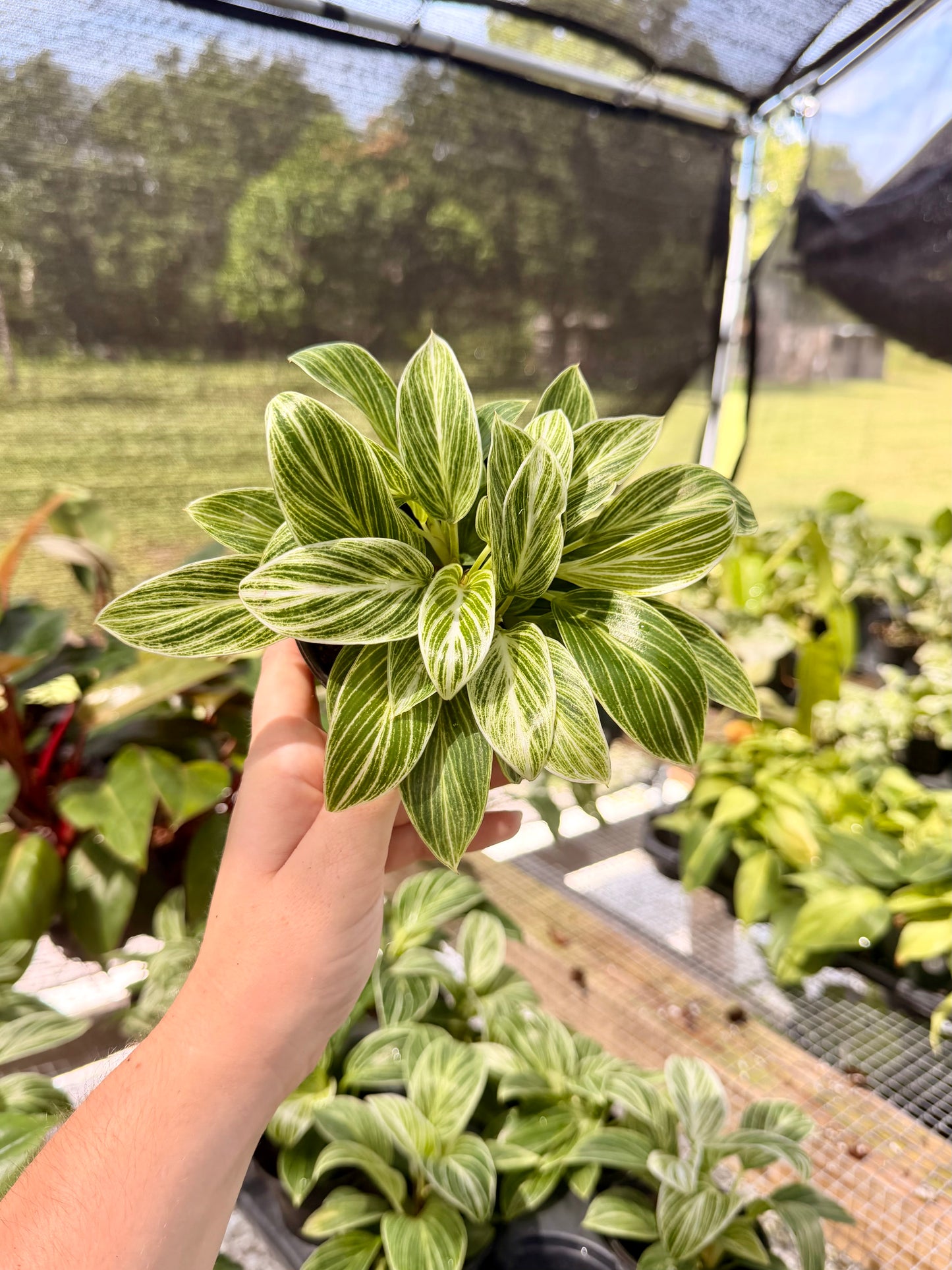 Philodendron White Measure