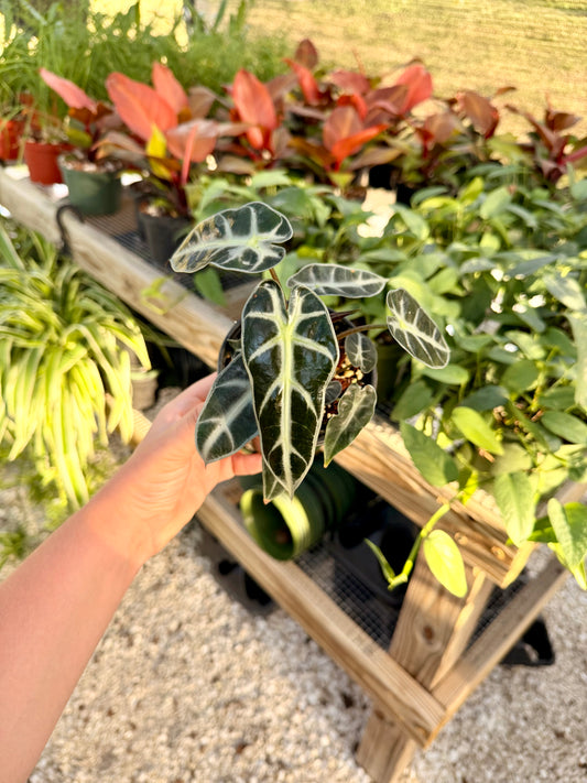 Alocasia Bambino