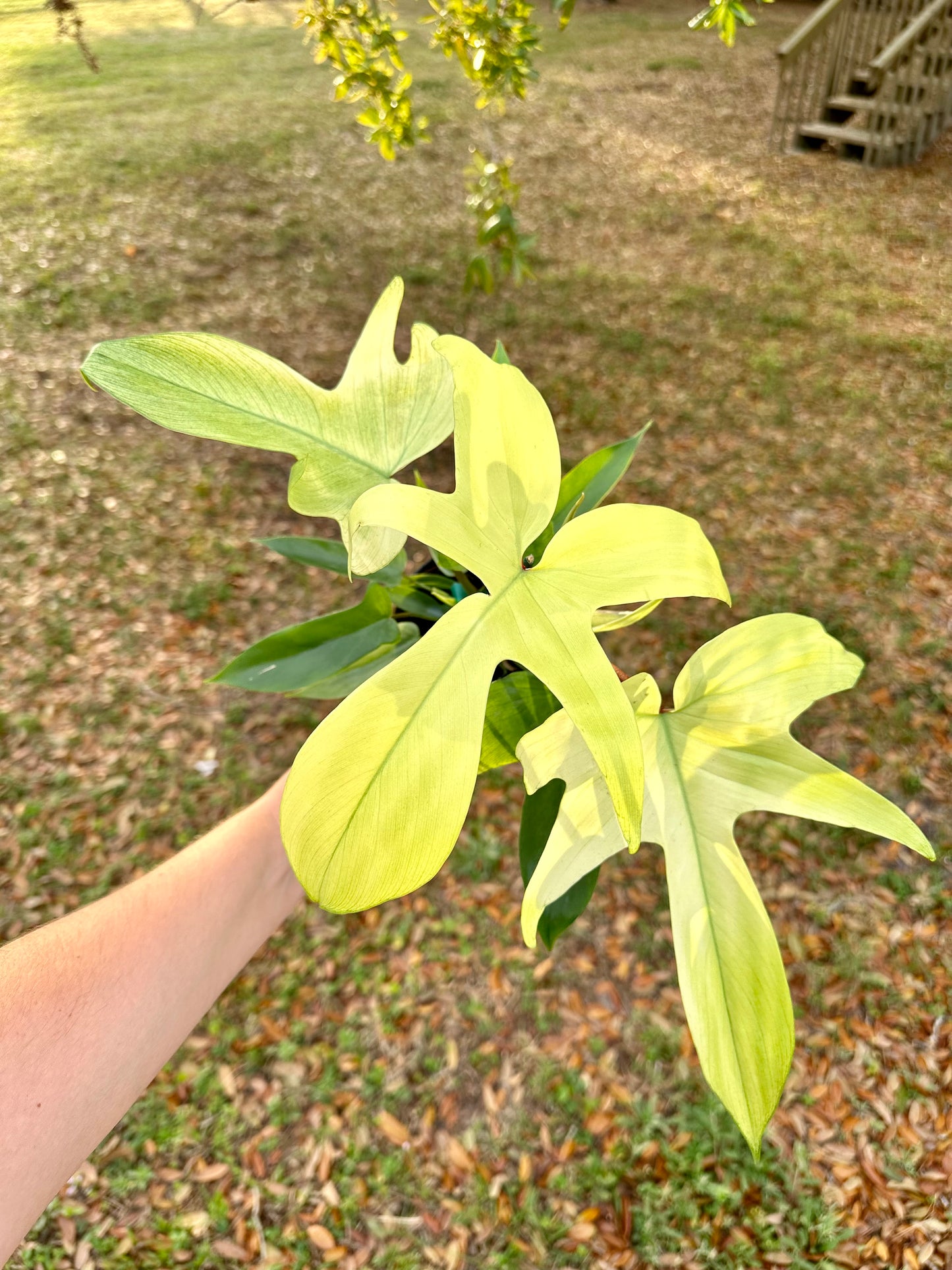 Philodendron Florida Ghost Mint