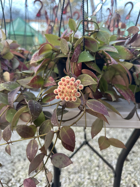 Hoya Walliniana