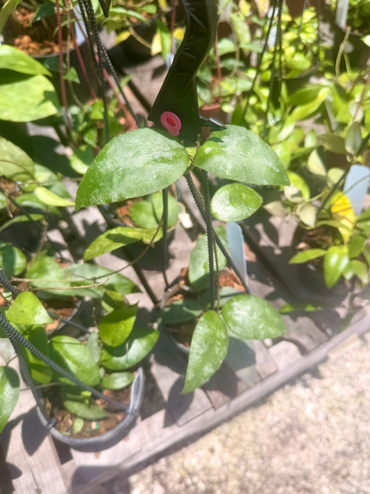 Hoya Caudata