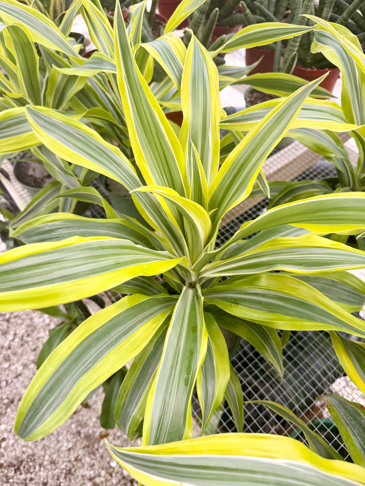 Dracaena Lemon Lime