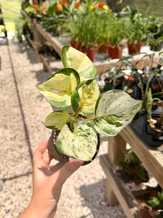 Epipremnum Manjula