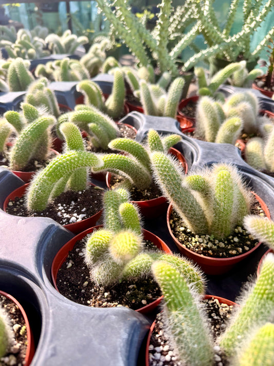 Monkey Tail Cactus (White)
