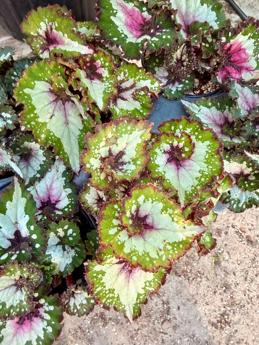 Begonia Rex Variety