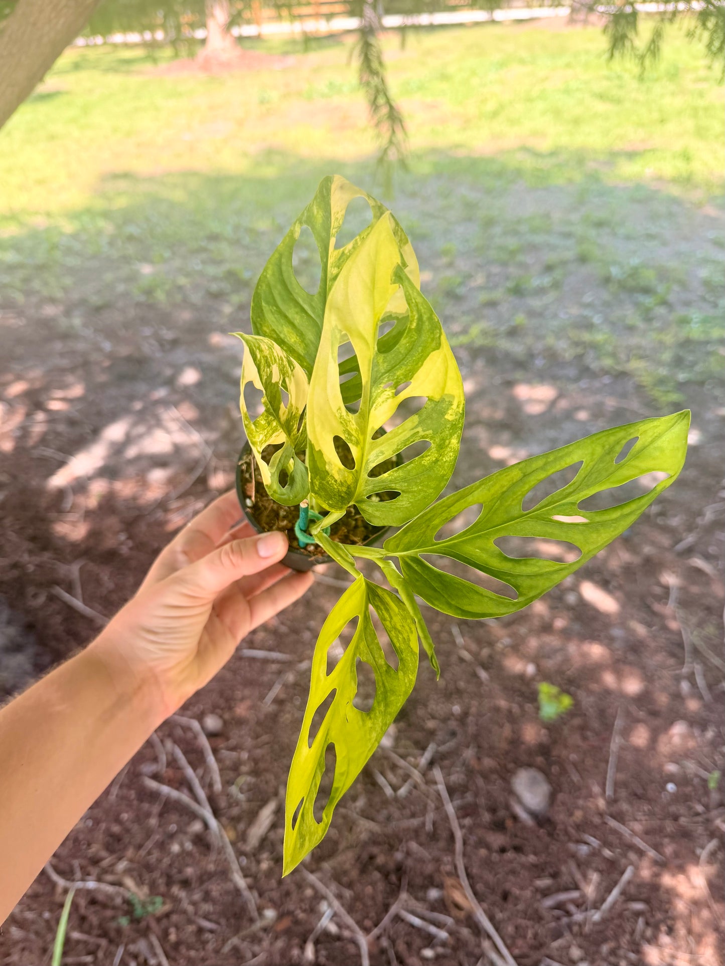 Monstera Adansonii Variegated Yellow
