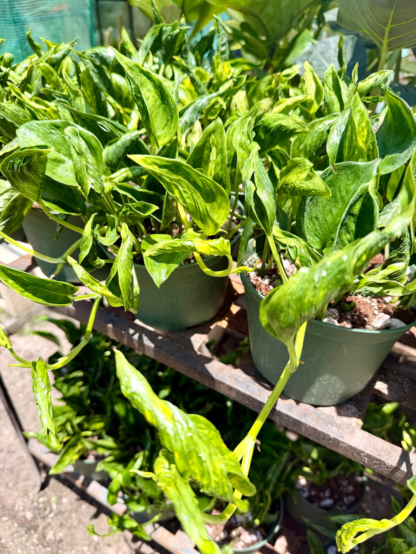 Epipremnum Shangri La