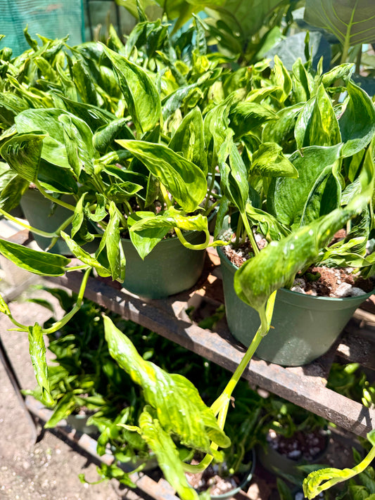 Epipremnum Shangri La