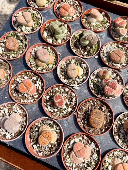 Lithops