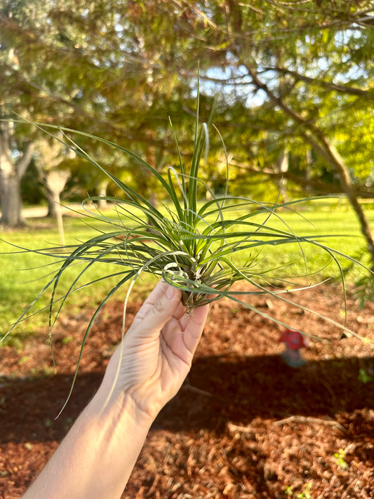 Tillandsia • Floribunda