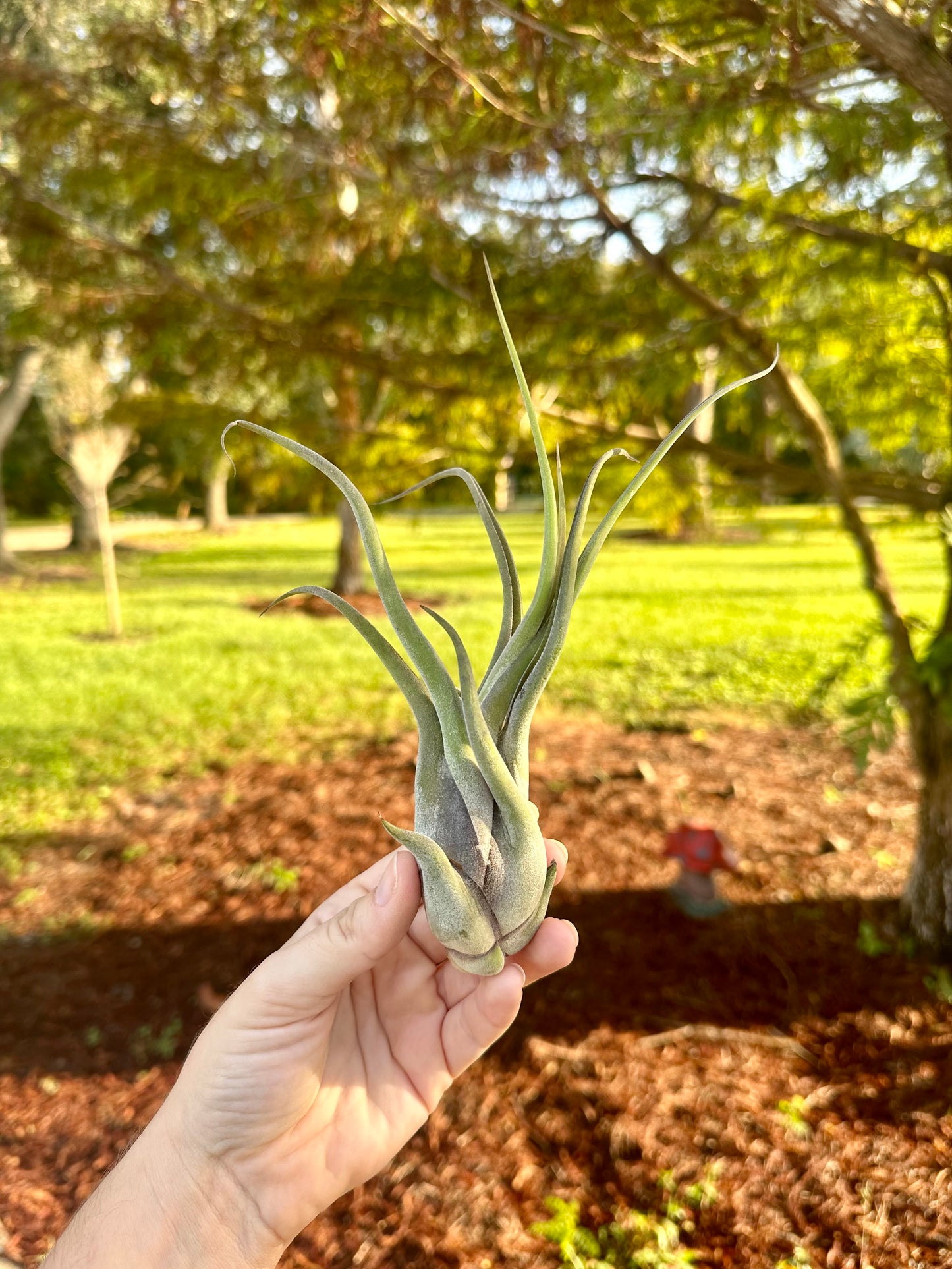 Tillandsia • Caputmedusae