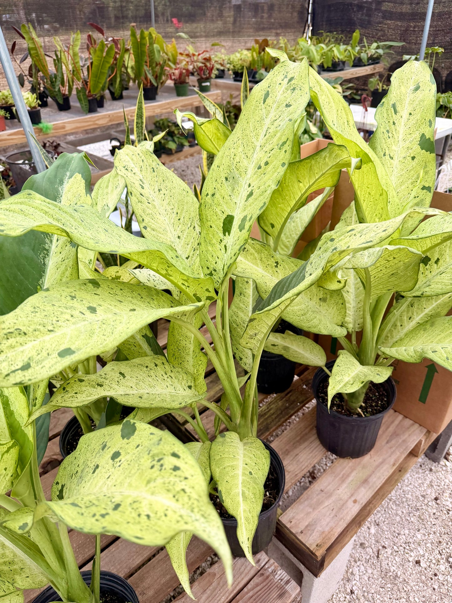 Dieffenbachia Camo