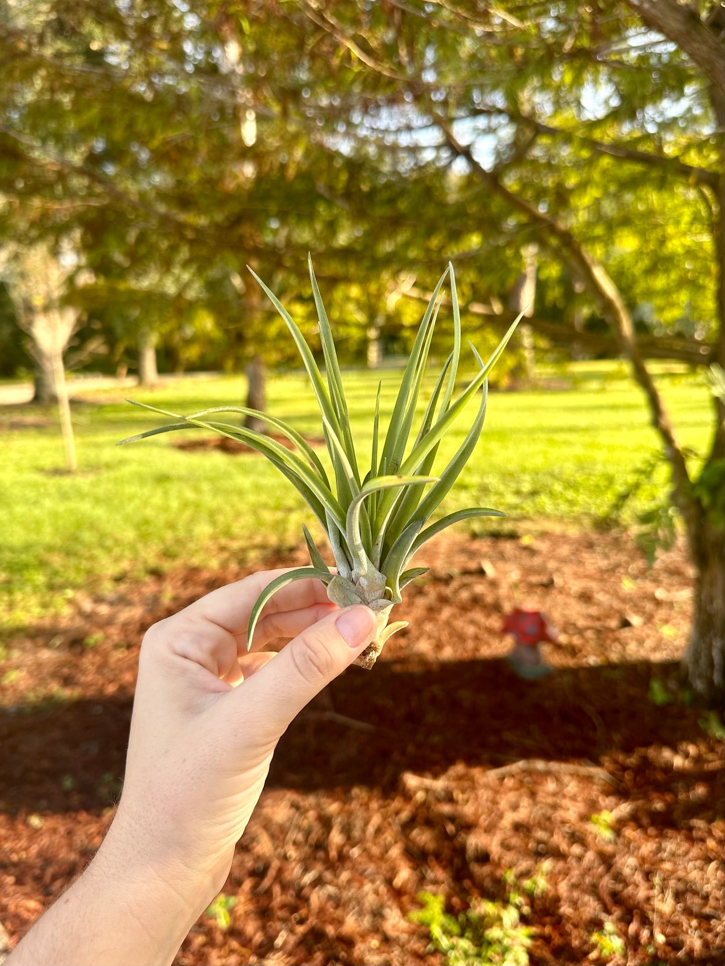 Tillandsia • Velutina