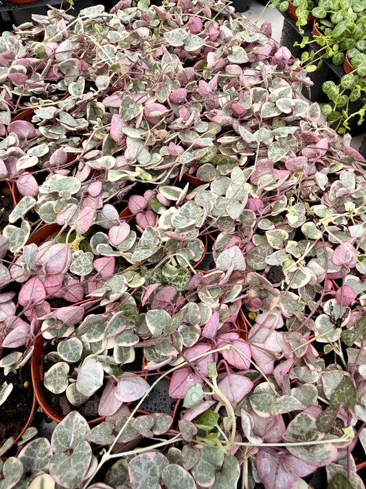 String of Hearts Variegated