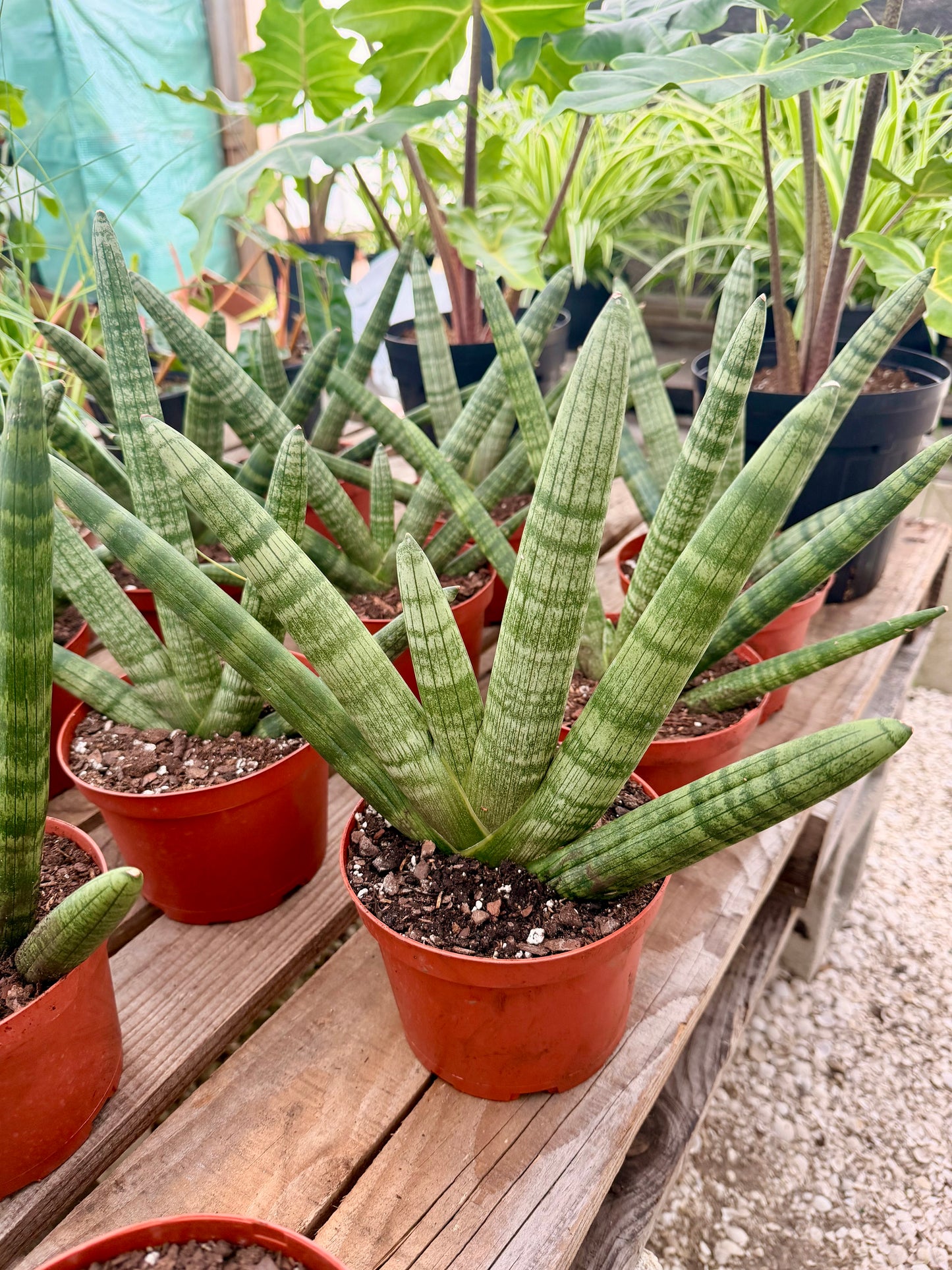 Sansevieria Boncel 'Starfish'