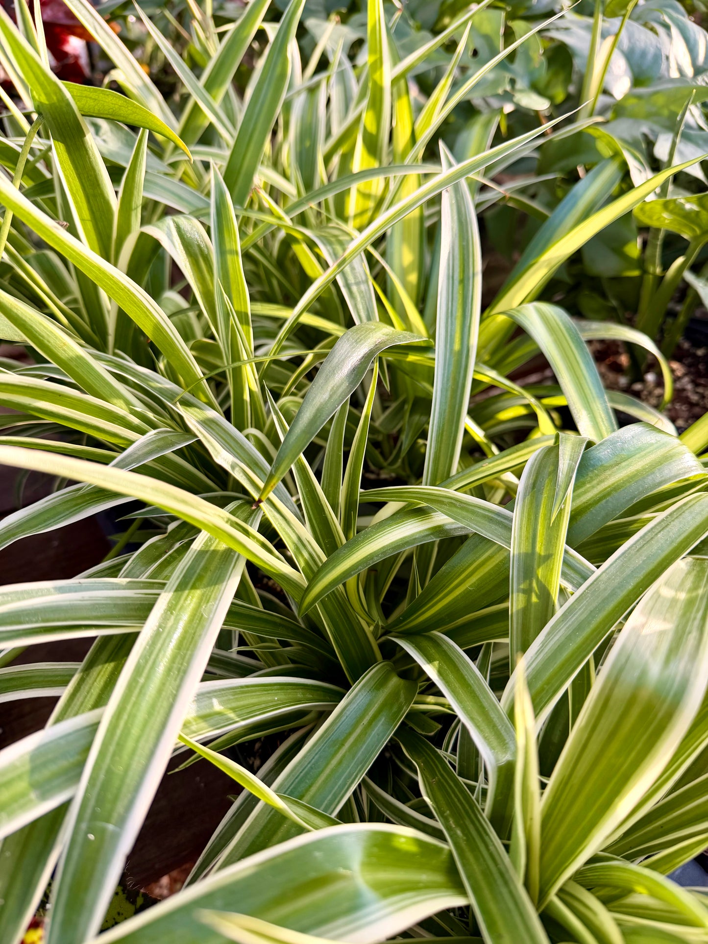 Spider Plant with Outer Variegation