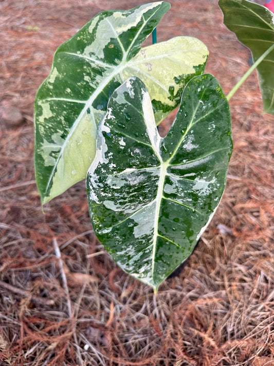 Alocasia Frydek Variegated