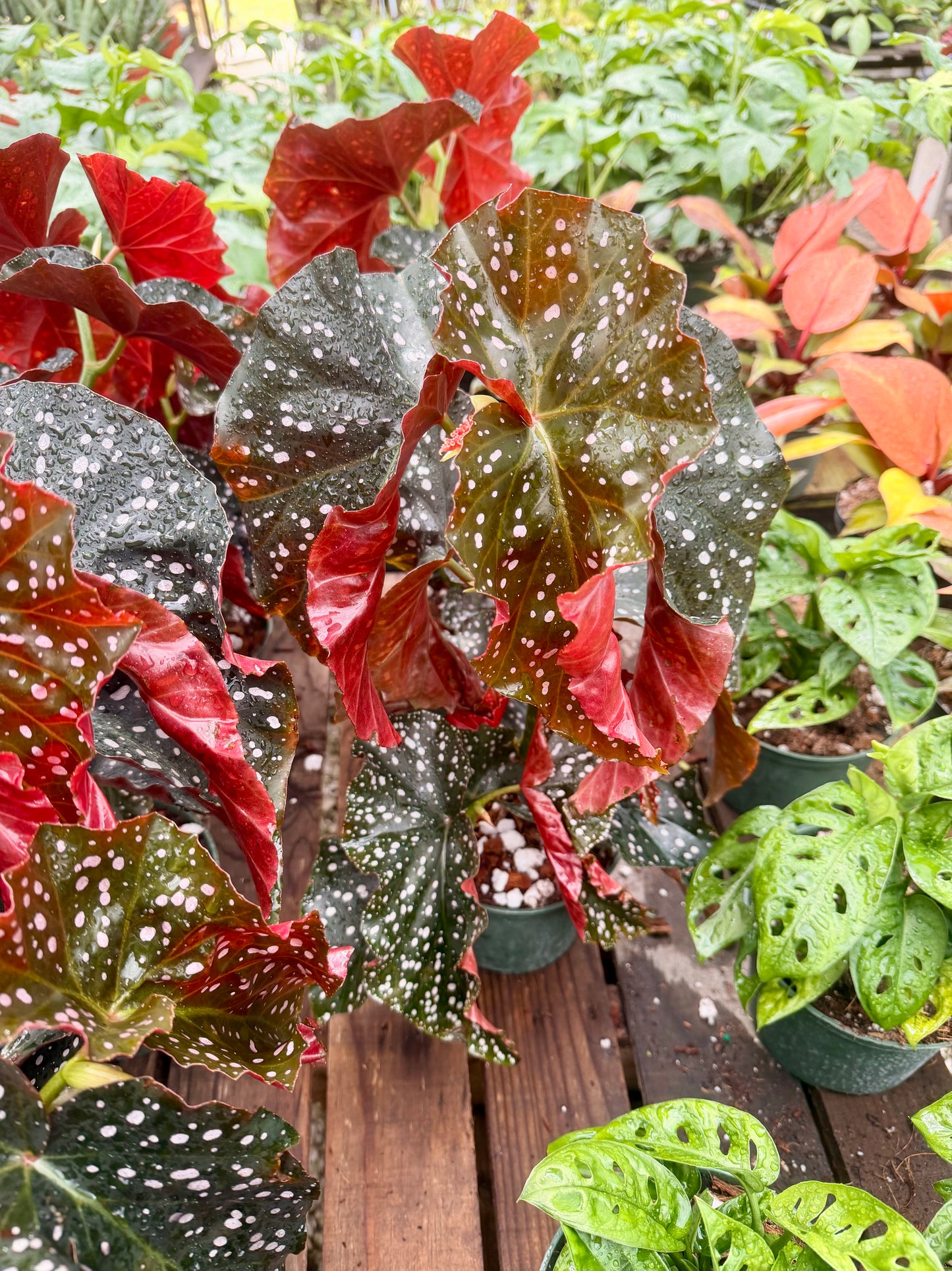 Begonia Crackling Rosie