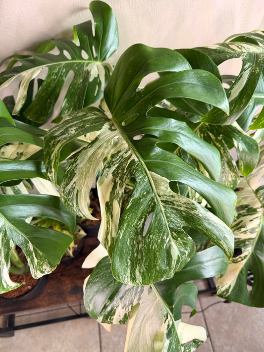 Monstera Albo