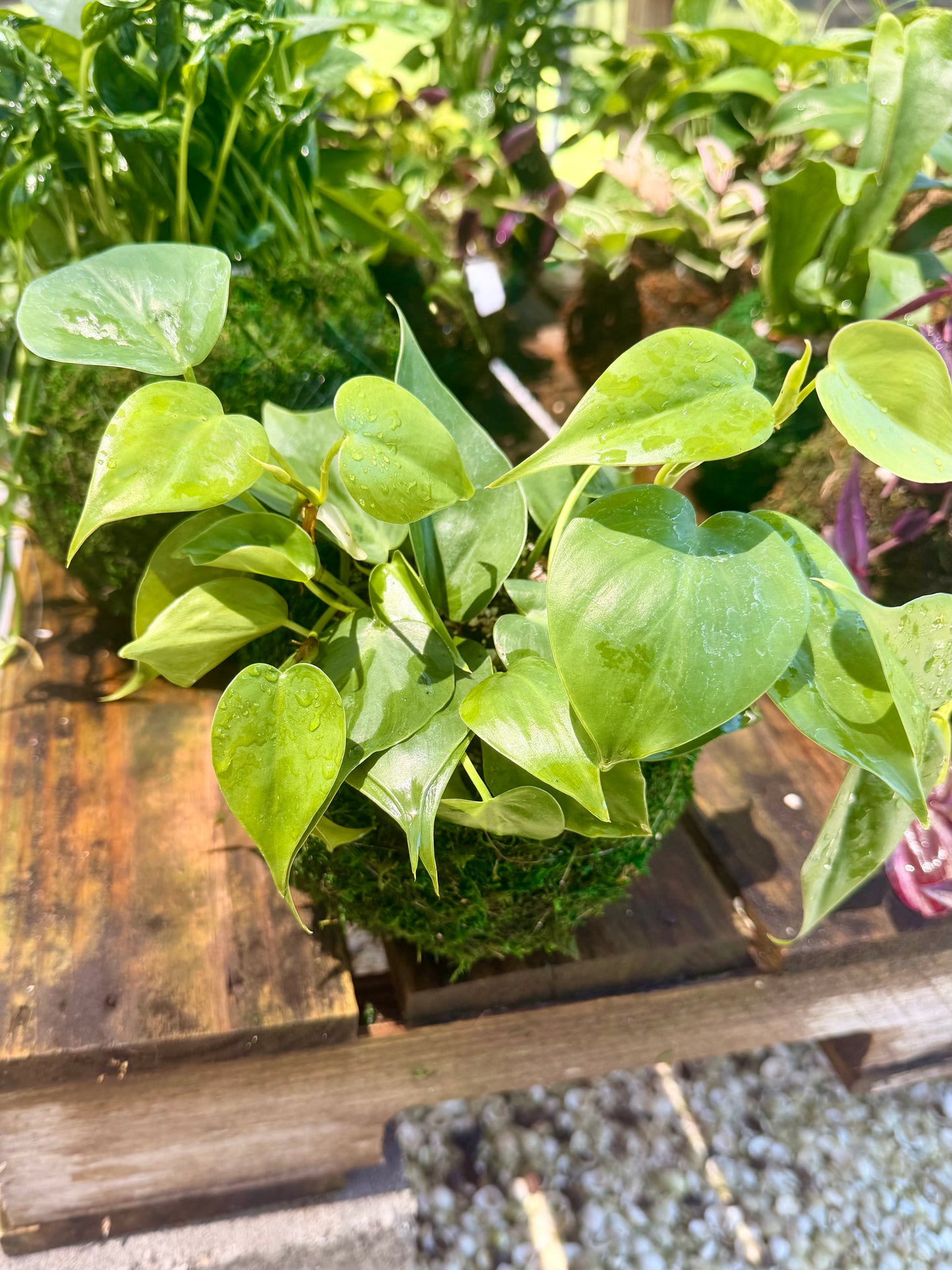 Kokedama Philodendron Heartleaf