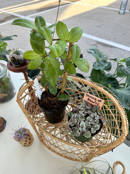 Hoya Crassipetiolata Splash on a Trellis