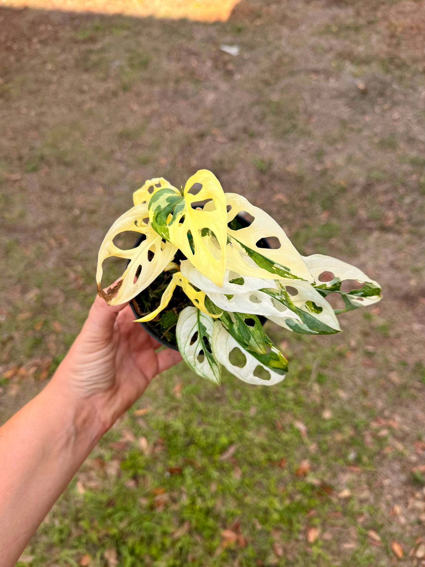 Monstera Adansonii Albo