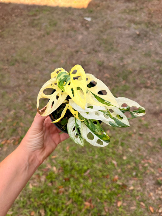 Monstera Adansonii Albo