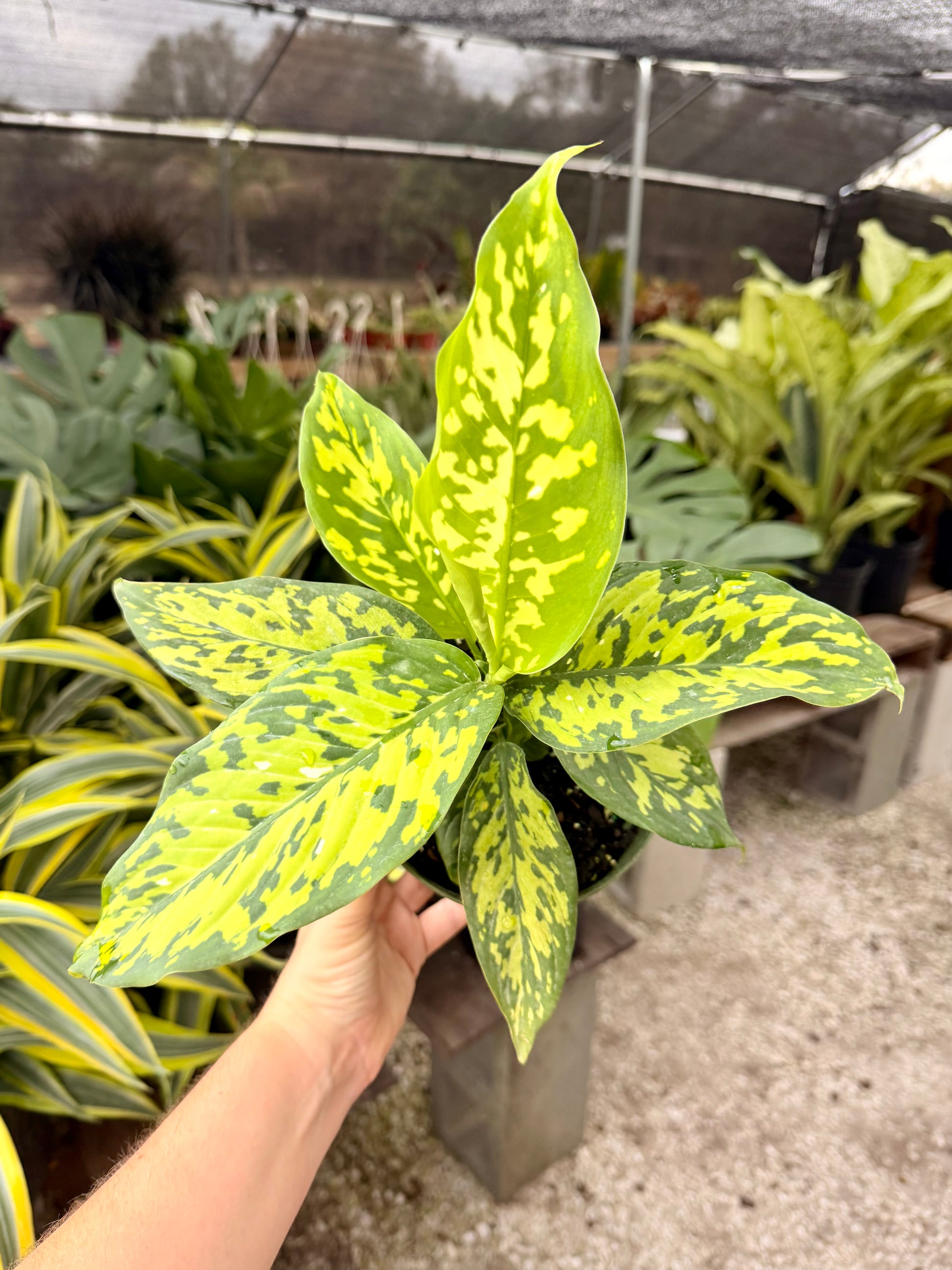 dieffenbachia gatti Dieffenbachia Cheetah – Groovy Growing
